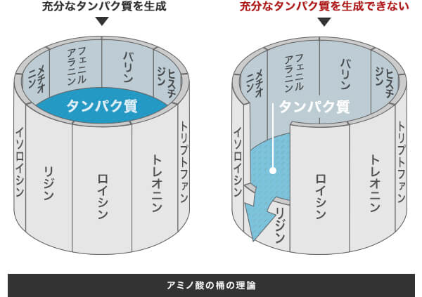 必須アミノ酸と断熱性能の関係、新潟県での家づくりをダイエープロビスグリーンハウスに依頼する